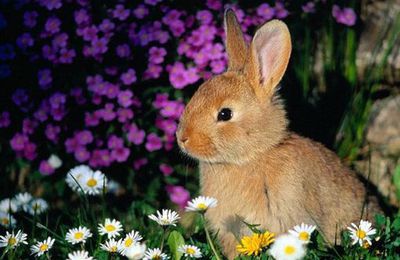 Animal : le lapin