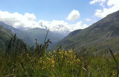 Besse en Oisans : Paysage Fleuri