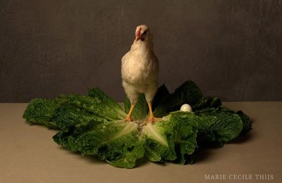 Food portraits, Les natures mortes de Marie Cecile Thijs