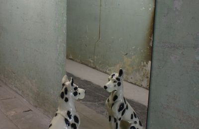 Découvrir un dobermann-dalmatien
