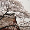 SAL Hanami de chez Cilou, fini !