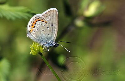 Plebejus Argus (Petit Argus)