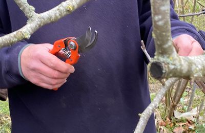 Comment tailler les arbres fruitiers en fin d'hiver ?