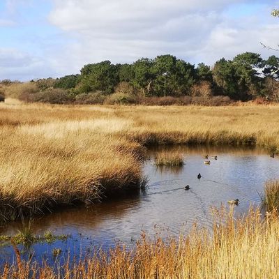 {Randonnée} Larmor Plage, entre terre et mer... 8km