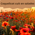 20/4 Coquelicots cuits en salade