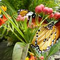 Danaus chrysippus , le petit Monarque