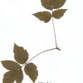 Herbier Acer negundo Erable de Californie 