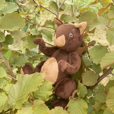 Une sieste à l'ombre du noisetier ...