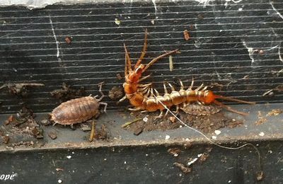 Myriapode pris en flagrant délit de prédation...