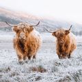 Avoine, Haggis & Cranachan... Ecosse, Un patrimoine culinaire méconnu ?