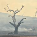 Incendies en Australie