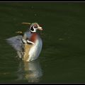 Canard Carolin