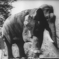 Toomaï le grand Cornac (Elephant Boy) (1937) de Robert Flaherty & Zoltan Korda