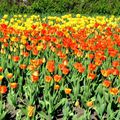 Fête des tulipes