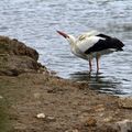 une cigogne se désaltère