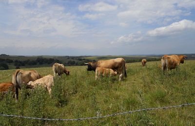 L’elevage de la vache allaitante ;