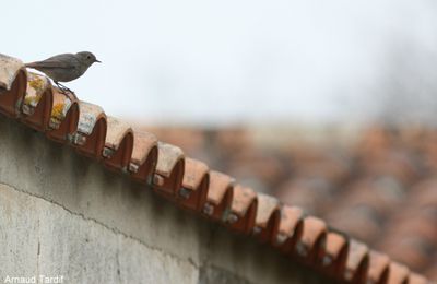 Des oiseaux si proches de nous