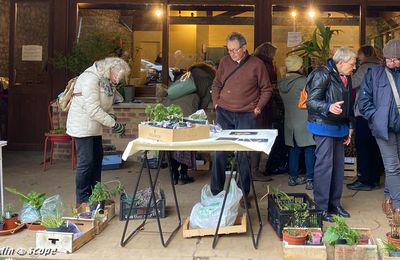 A la Sainte-Catherine, tout bois meurt ou prend racines