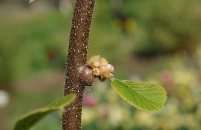 Kiwi et vigne ...