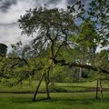 le repos d'un arbre