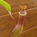 Nepenthes 'Ventrata'