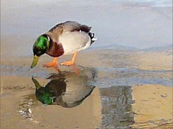 Marcher sur l'eau