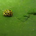 La solitude de la petite coccinelle... Psyllobora