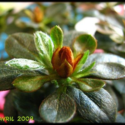 Rhododendron - Arbre à rose - Azalée