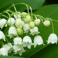 [GRIF'Explique] Attention au muguet, aussi joli que toxique !!! 