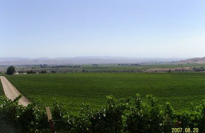 des vignes, des vignes, et encore des vignes... à