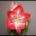 Amaryllis