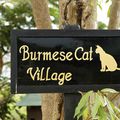 Le village des chats Birmans