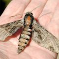 Un papillon migrateur : le Sphinx du Liseron (Agrius convolvuli)