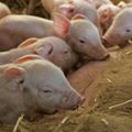 Dioxine : le porc à nouveau autorisé en Irlande ! 