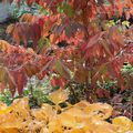 Les stars d'automne dans mon jardin