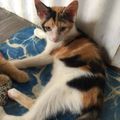 Cinq chatons ont quitté la Guadeloupe ... Tous adoptés
