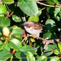 Petit moineau deviendra grand