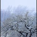 Qui veut un peu de neige ? 