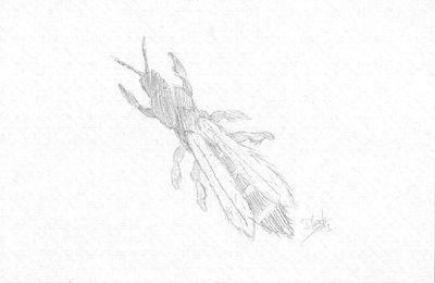 Thrips