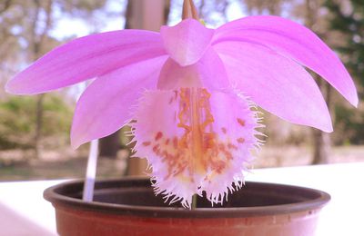 Pleione Britannia Doreen