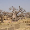 Sangha et la légende du baobab