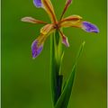 iris fetide-138
