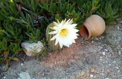 MON CACTUS EN FLEUR 