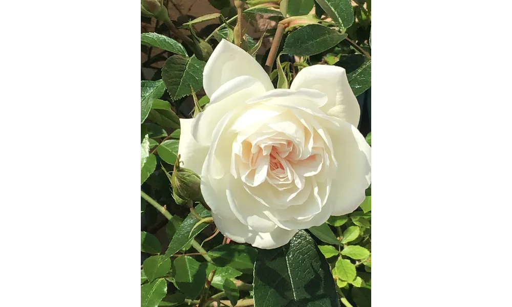 MES AVANCÉES &BOUQUET DU VENDREDI 