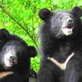 Contre l'enfer des Ours en Chine