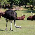 PARC ANIMALIER DE THOIRY - Une autruche au milieu de zébus