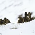 Réveil printanier des marmottes