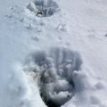 Sur les traces de l'Ours / Vers le Pic de Breque (Vallée d'Ossau)...