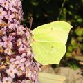 Les papillons dans la nature 