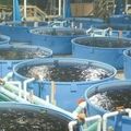  Comment se lancer dans l'aquaculture 